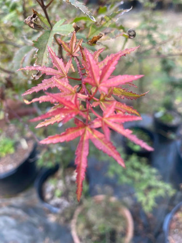 Acer palmatum 'Beni fushigi' - mapleridgenursery